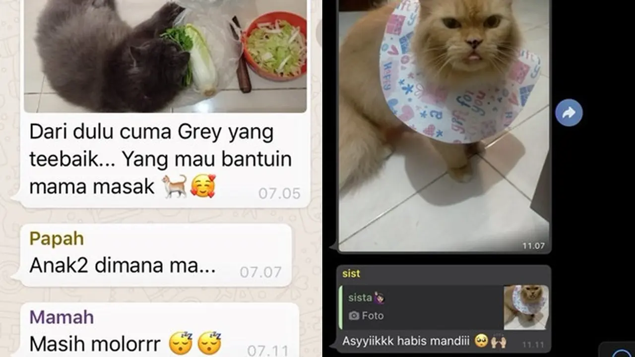 6 Chat Ibu ke Grup Keluarga Bahas Kucing Ini Bikin Tepuk Jidat