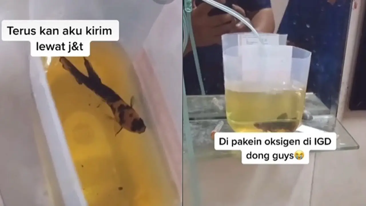 Viral, Video Ikan Cupang Dibawa ke IGD karena Nyaris Mati