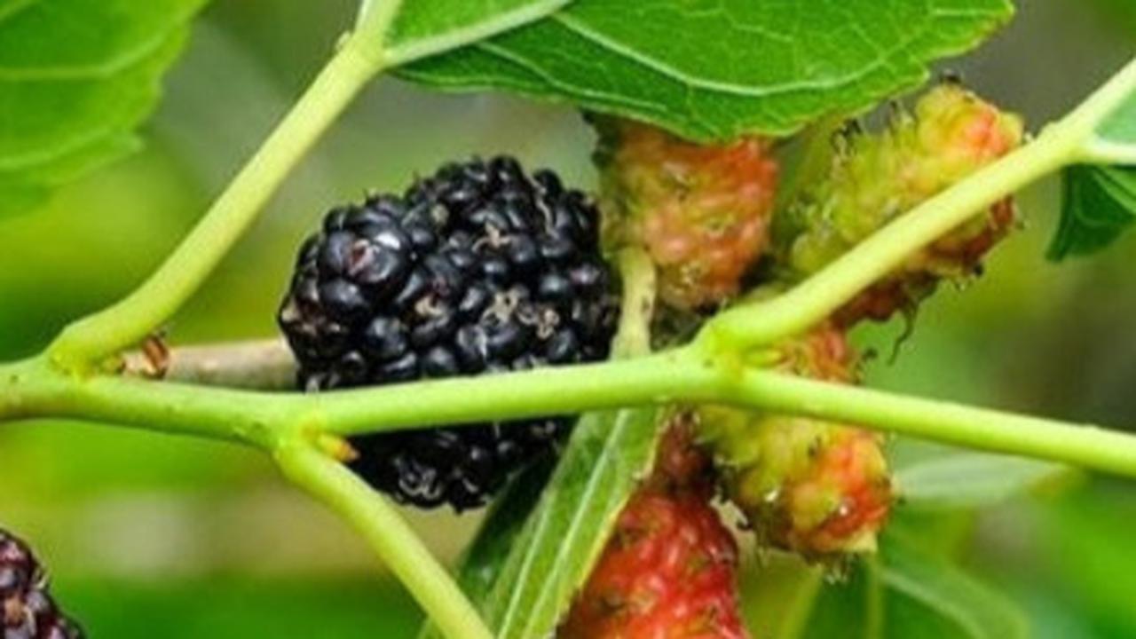 Teh Daun Murbei: Manfaat