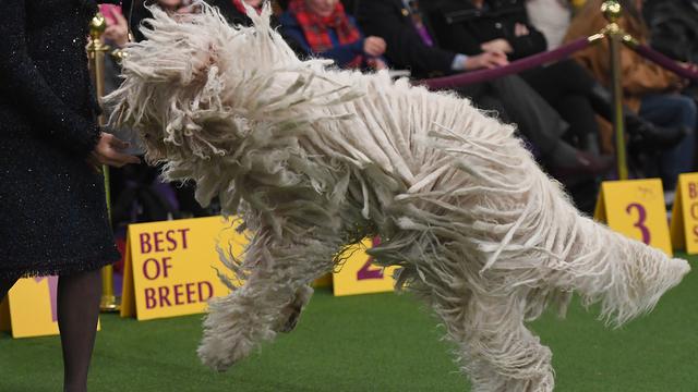Aksi Menggemaskan Aneka Ras Anjing saat Ikuti Kompetisi Westminster Kennel Club