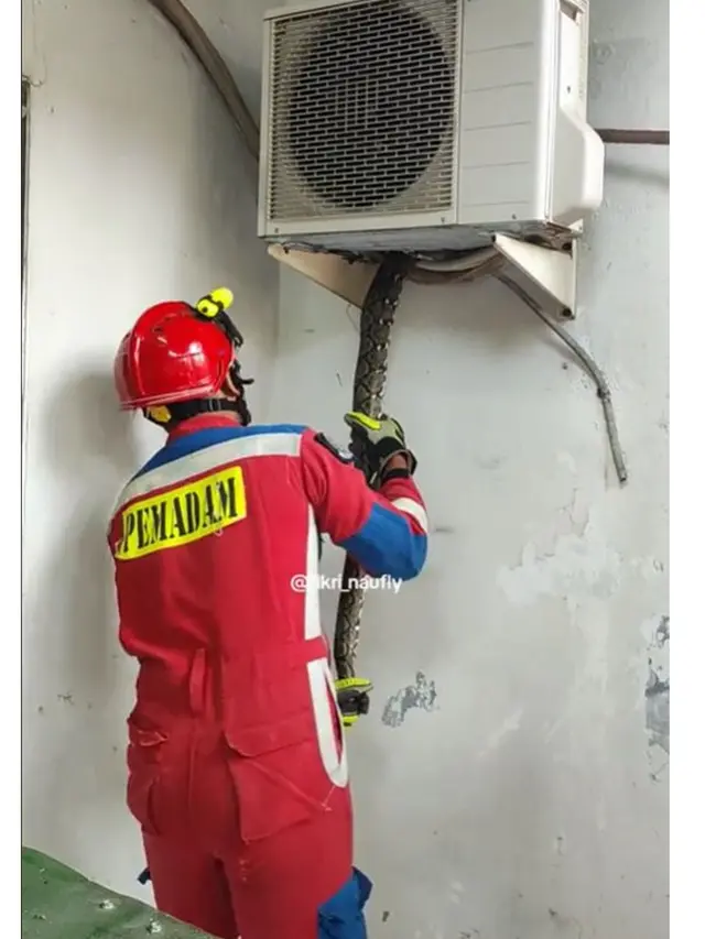 Ular Sanca Sembunyi di Outdoor AC Rumah Warga, Evakuasi Berlangsung Dramatis