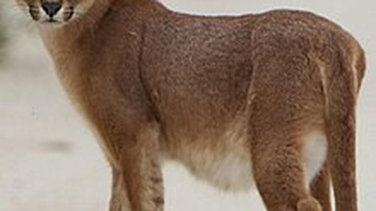 Caracal