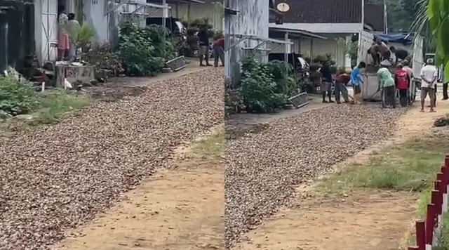 Viral Warga di Lampung Timur Tambal Jalan Rusak Pakai Cangkang Kerang