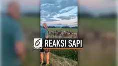 Seorang pria bermain saxophone dekat peternakan. Tak diduga respons kawanan sapi di sekitar lokasi tak terduga. Mereka mendekat dan seakan menikmati permainan musik tersebut.