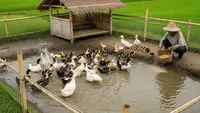 Sistem Ternak Bebek Kering Anti Amis untuk Lingkungan Padat, Solusi Efektif
