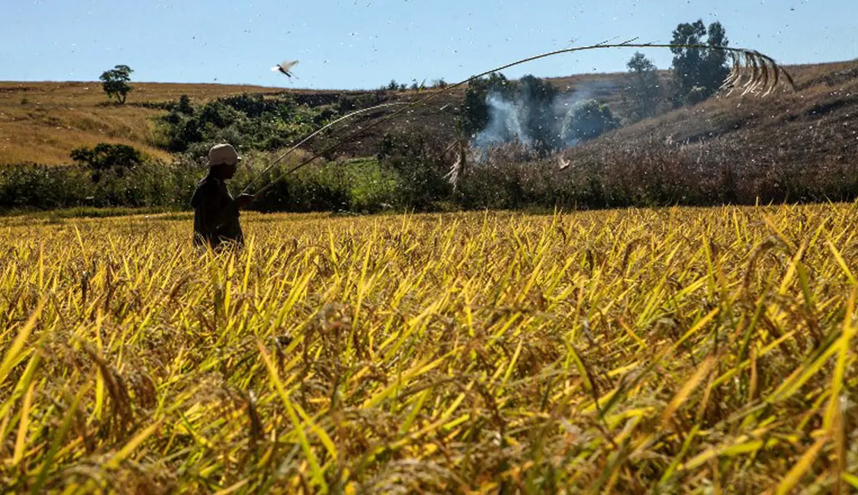 Petani Madagaskar mencoba mengusir belalang dengan alat sederhana (AFP Photo/Rijasolo).
