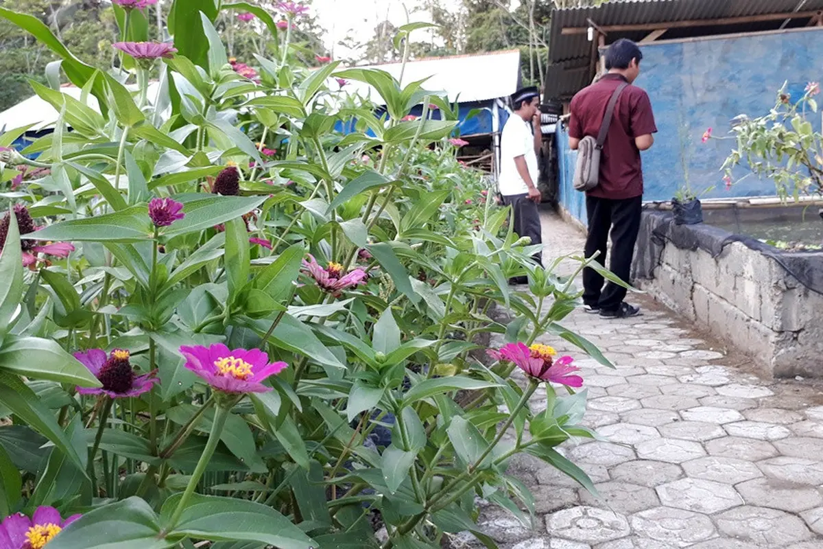 Bunga-bungaan dan tanaman liar untuk mengundang serangga penyerbuk misalnya lebah dalam pertanian terintegrasi di Ponpes Rubat Mbalong Ell Firdaus. (Foto: Liputan6.com/Muhamad Ridlo)