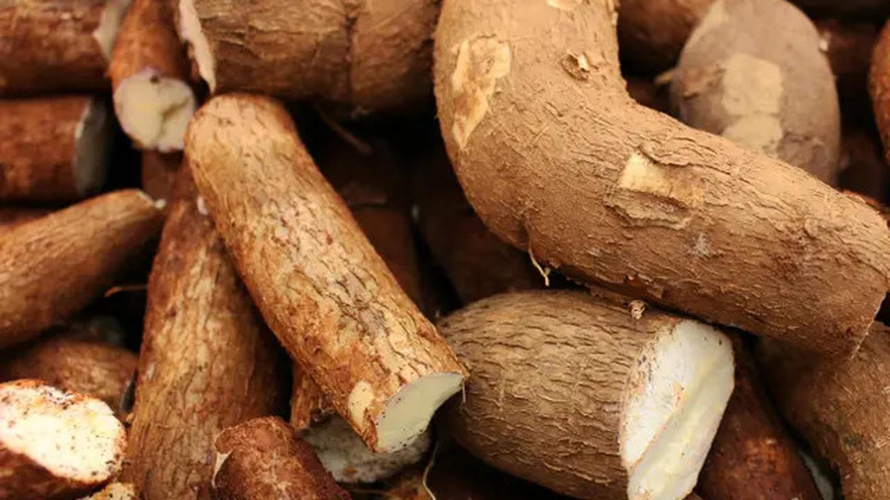 Cara Rahasia Membuat Singkong Rebus Jadi Legit dan Empuk