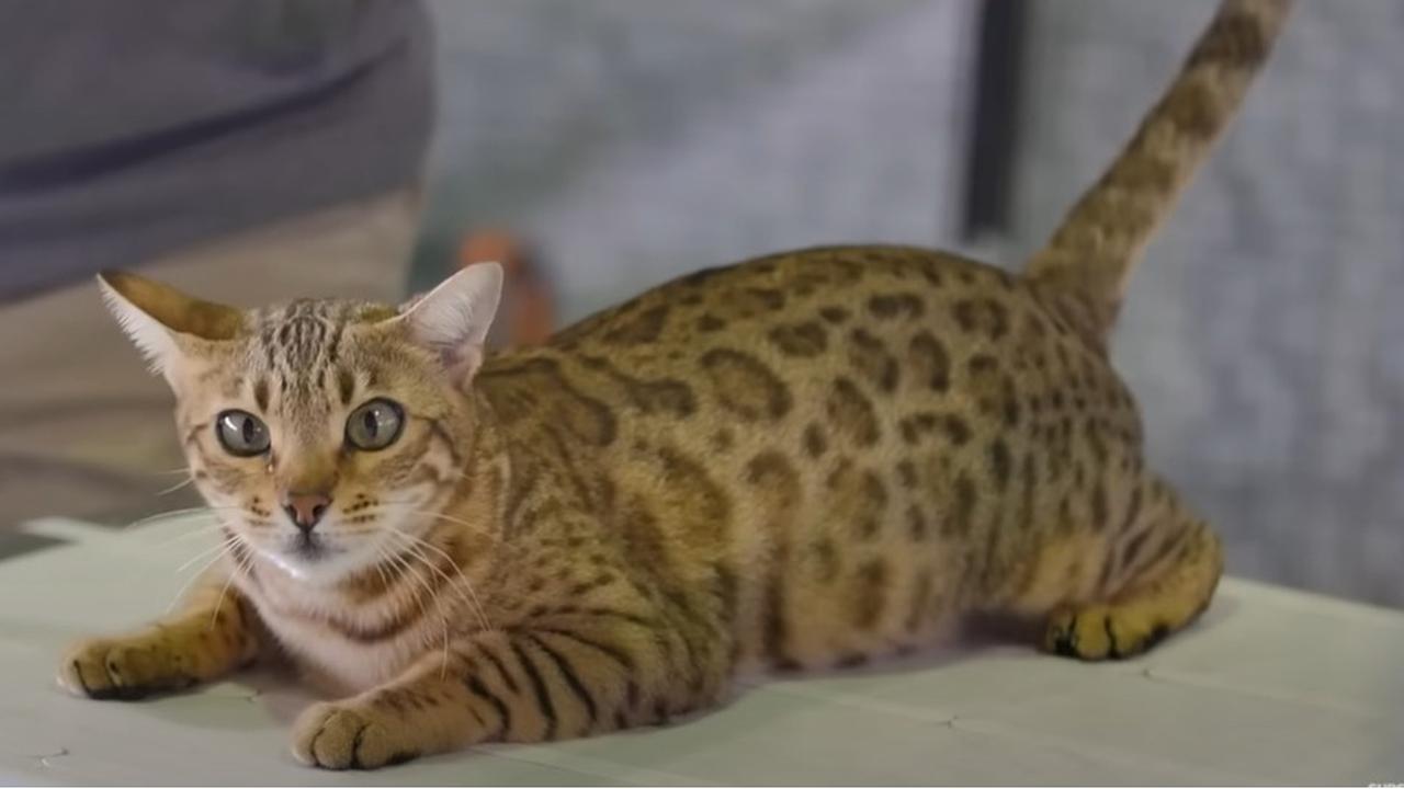 Kucing Ashera yang seperti macan tutul salju (2020 Merdeka.com/liputan6.com)