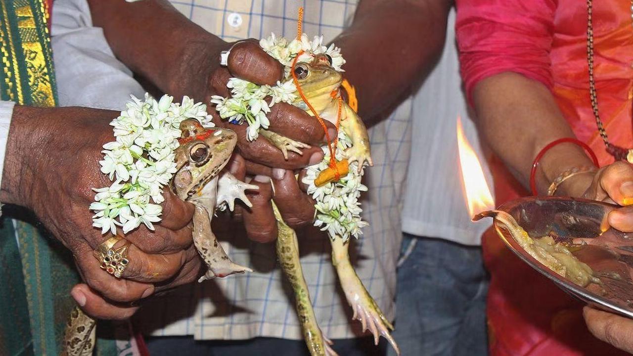 Resident Held 'Frog Wedding,' Pray for Rain Amid Heatwave