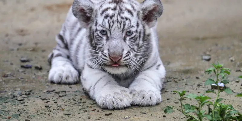 Harimau Putih