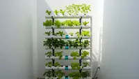 6 Ide Kebun Sayur Minimalis Pakai Paralon Bekas sebagai Media Tanam, Kreatif dan Hemat Tempat