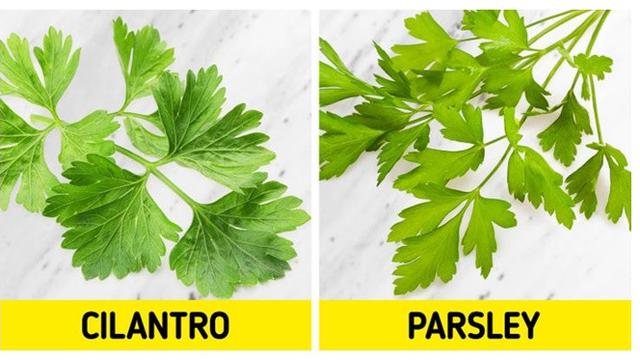 Serupa Tapi Tak Sama, 9 Makanan Ini Sering Disalahartikan