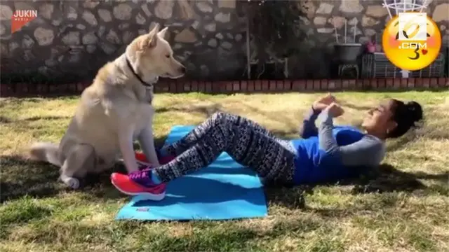 Seekor anjing pemburu dengan sukarela membantu majikannya dalam melakukan work out.