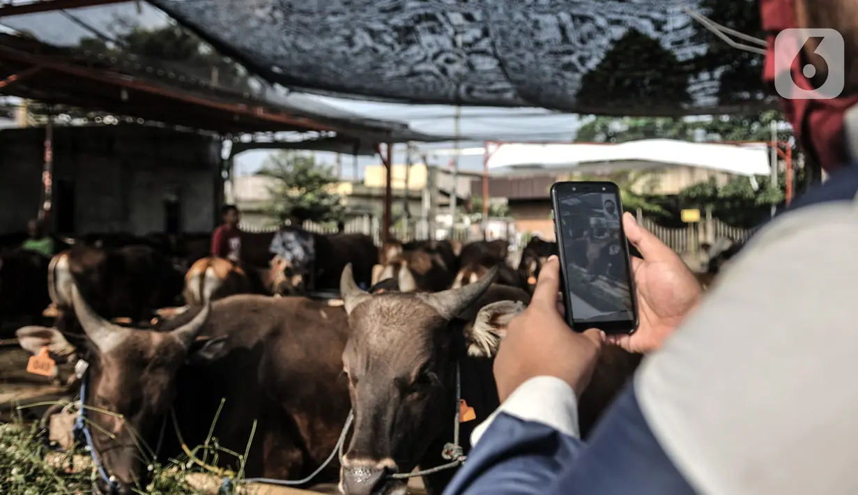 Azmi berbincang dengan calon konsumen melalui panggilan video di Peternakan Yuk Qurban, Depok, Rabu (22/7/2020). Pemilik peternakan Yuk Qurban itu menggunakan website dan aplikasi media sosial dalam memasarkan hewan kurban untuk memudahkan konsumen di tengah pandemi. (merdeka.com/Iqbal Nugroho)