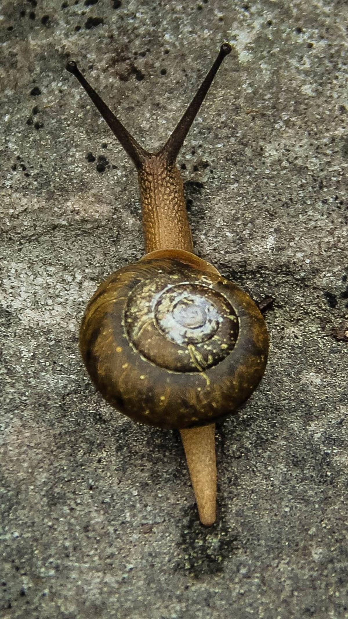 9. Siput<br>