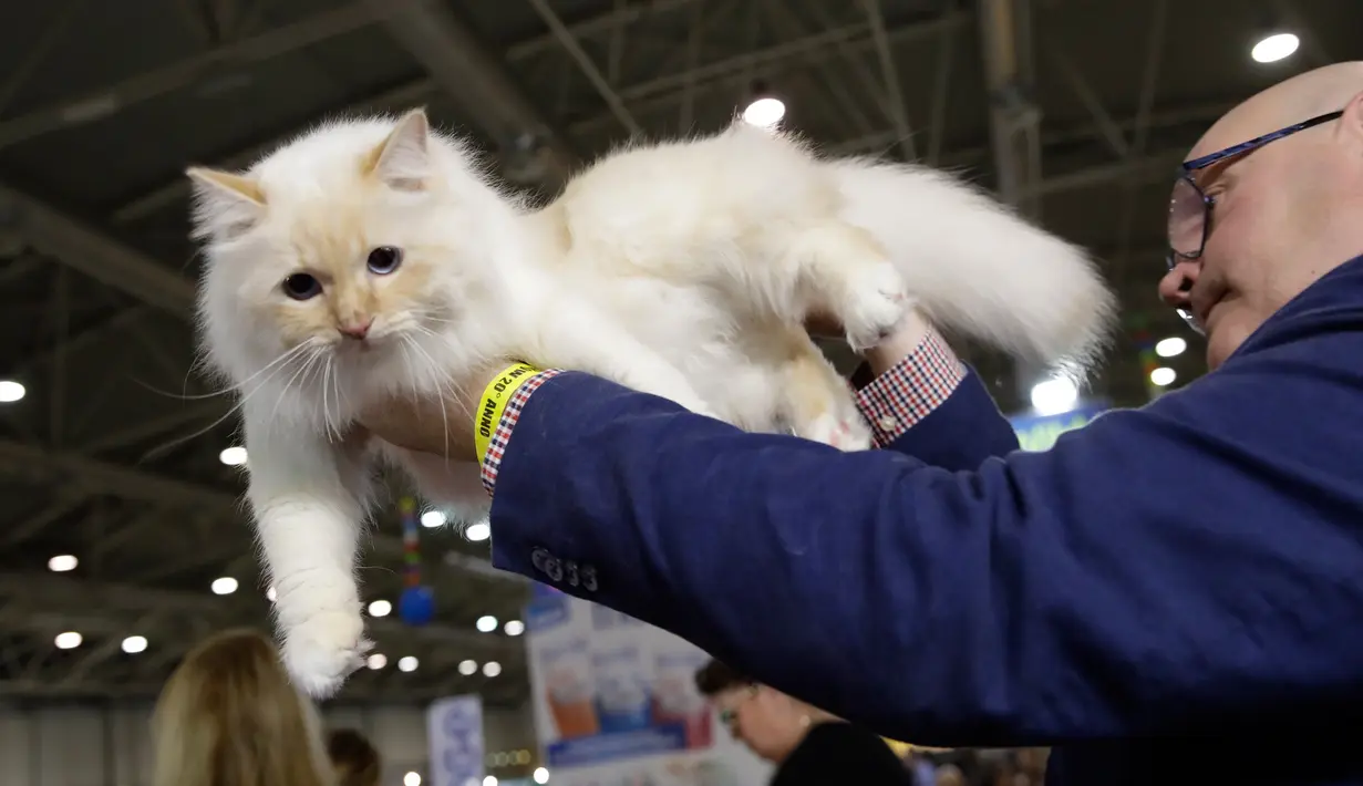 Seorang juri mengamati kucing Persia dalam kontes kecantikan di Roma, Italia pada 6 November 2019. Ratusan kucing bersaing dalam kompetisi kecantikan kucing yang diadakan selama akhir pekan di ibu kota Italia tersebut. (AP Photo/Alessandra Tarantino)