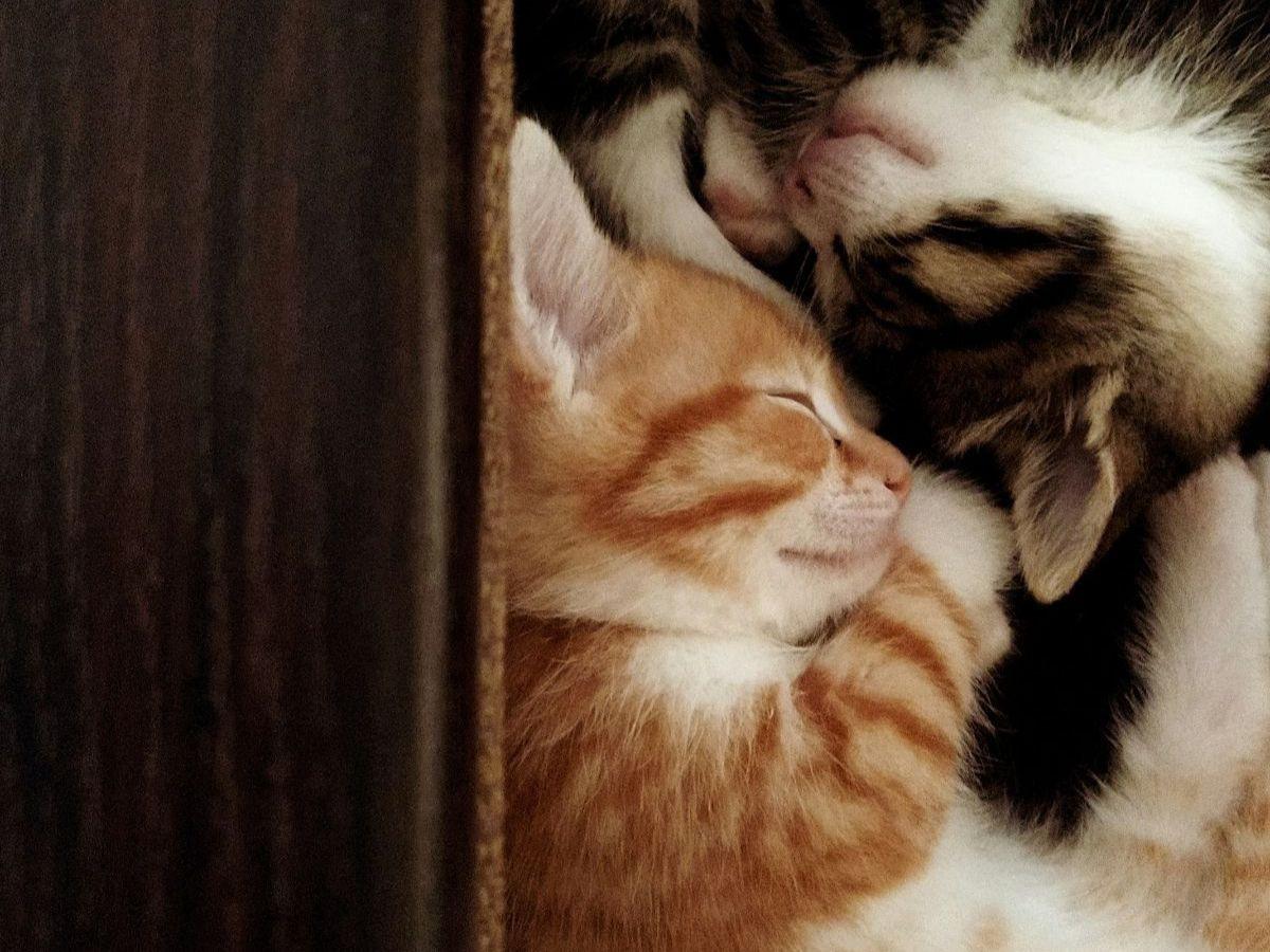 Apa yang Harus Dilakukan Setelah Menabrak Kucing?