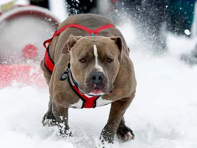 Seekor anjing bernama Dozer menarik tong bir di arena salju saat perlombaan Monster Dog Pull di Red Lodge Ales, Montana (25/2). Lomba menarik tong di salju ini diikuti sekitar 40 anjing dari wilayah tersebut. (Jim Urquhart / Getty Images / AFP)