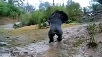 Seekor gorilla di kebun binatang benci sekali karena tubuhnya kebahasan di bawah turunnya hujan, padahal ia sedang mengincar makanan.