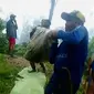 11 penambang tertimbun dalam tambang emas di kaki Gunung Halimun Salak. 