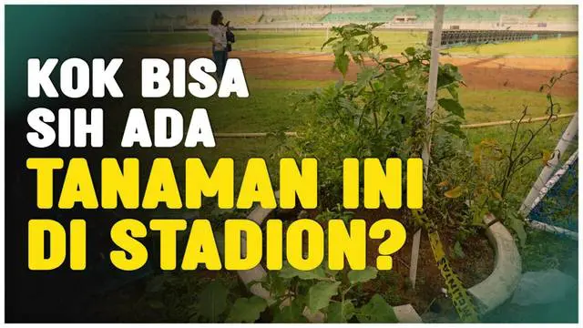 VIDEO: Asal Usul Tanaman Cabai dan Terong di Stadion Gelora Bangkalan, Tempat Persib Juara BRI Liga 1