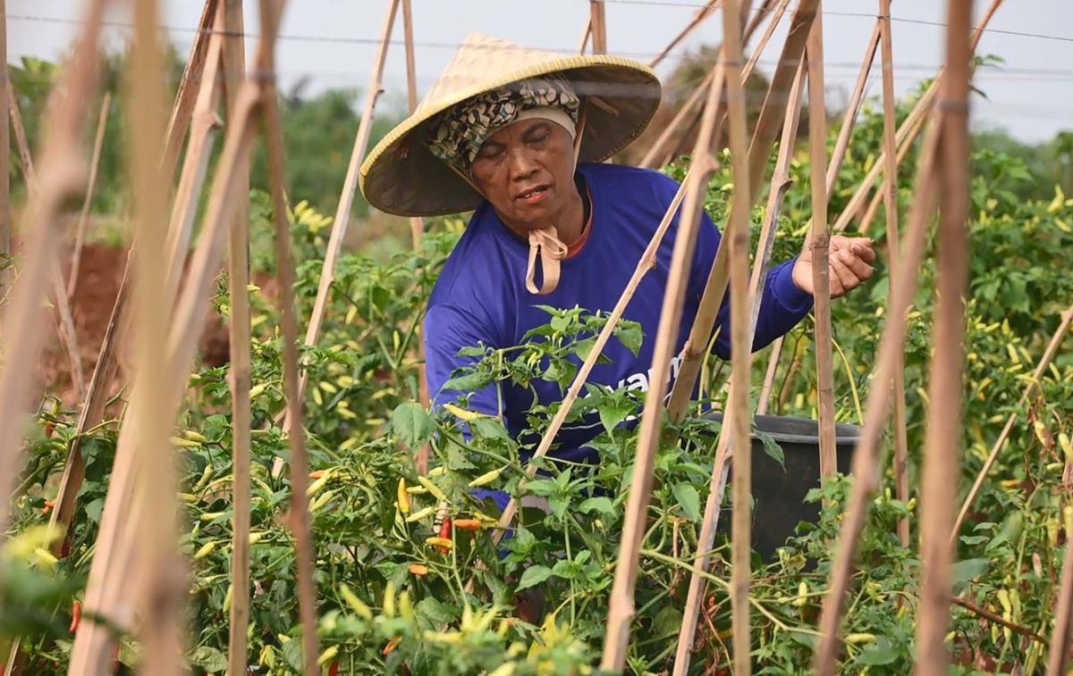 FOTO: Kasad Jenderal Maruli Panen Raya di Gunung Hejo, Dorong Ketahanan Pangan Lewat Agroforestry