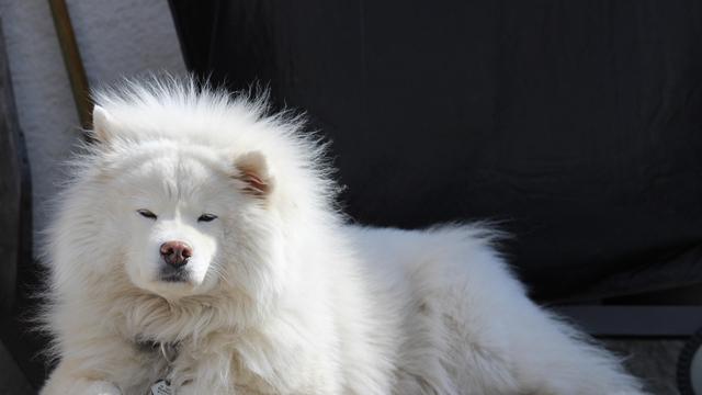 Samoyed