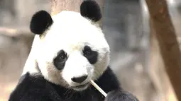 Seekor panda tengah bersantai di Kebun Binatang Wuhan di Wuhan, Provinsi Hubei, China tengah, pada 13 Maret 2020. Puluhan karyawan di kebun binatang tersebut tetap melakukan pekerjaan mereka dengan memberi makan dan disinfeksi pada hampir seribu hewan di sana. (Xinhua/Str)