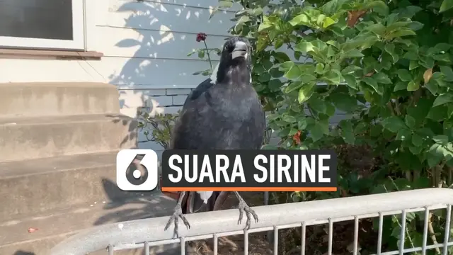 VIDEO: Burung Magpie Tiru Suara Sirene Pemadam Kebakaran Australia