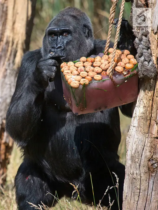 Seekor Gorila menikmati camilan es dengan kacang dan buah beri di Kebun Binatang London, 27 Juni 2018. Gelombang panas telah mencapai beberapa negara bagian Inggris pada pekan ini dengan suhu mencapai 30 derajat celcius. (AP/Kirsty Wigglesworth)