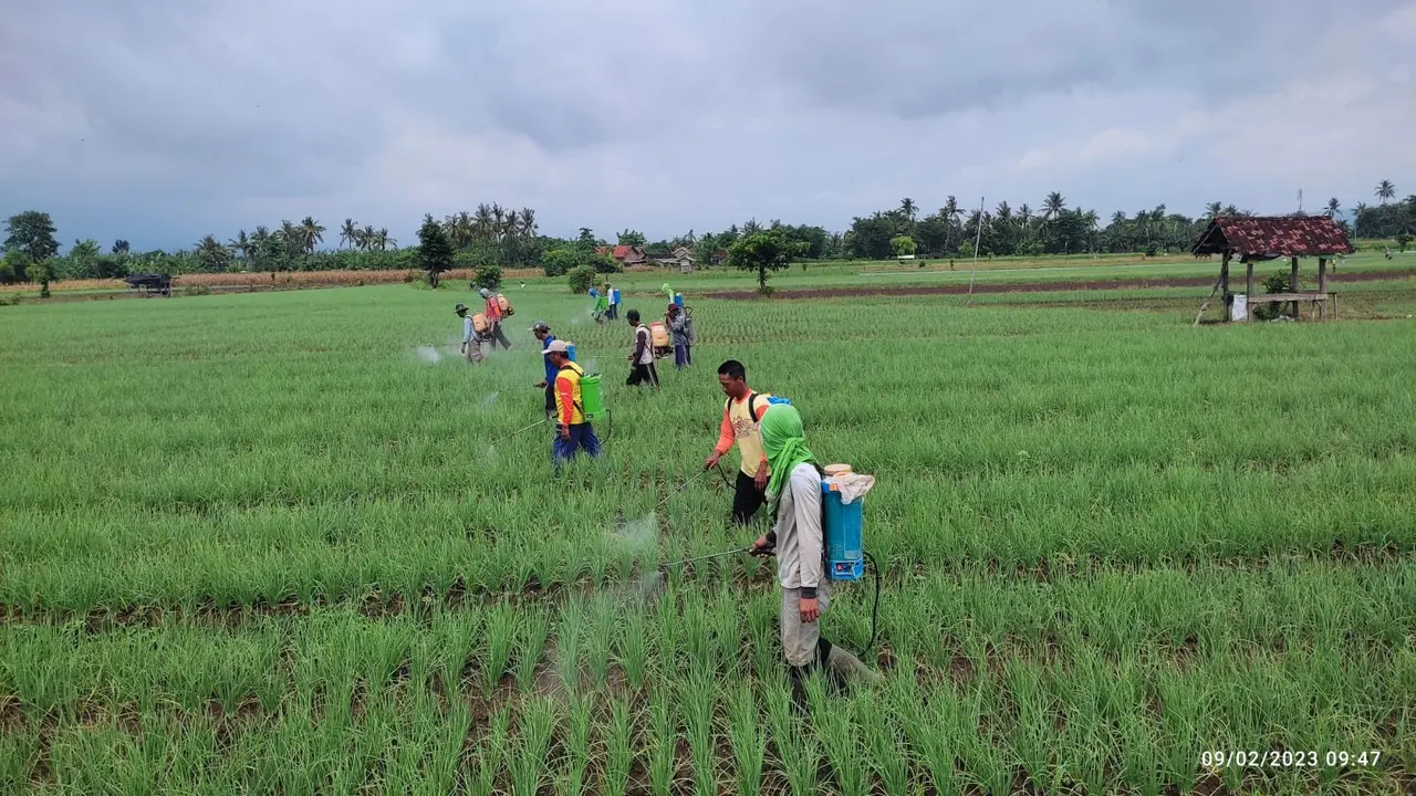 Proses pemupukan tanaman bawang merah di Banyuwangi (Istimewa)