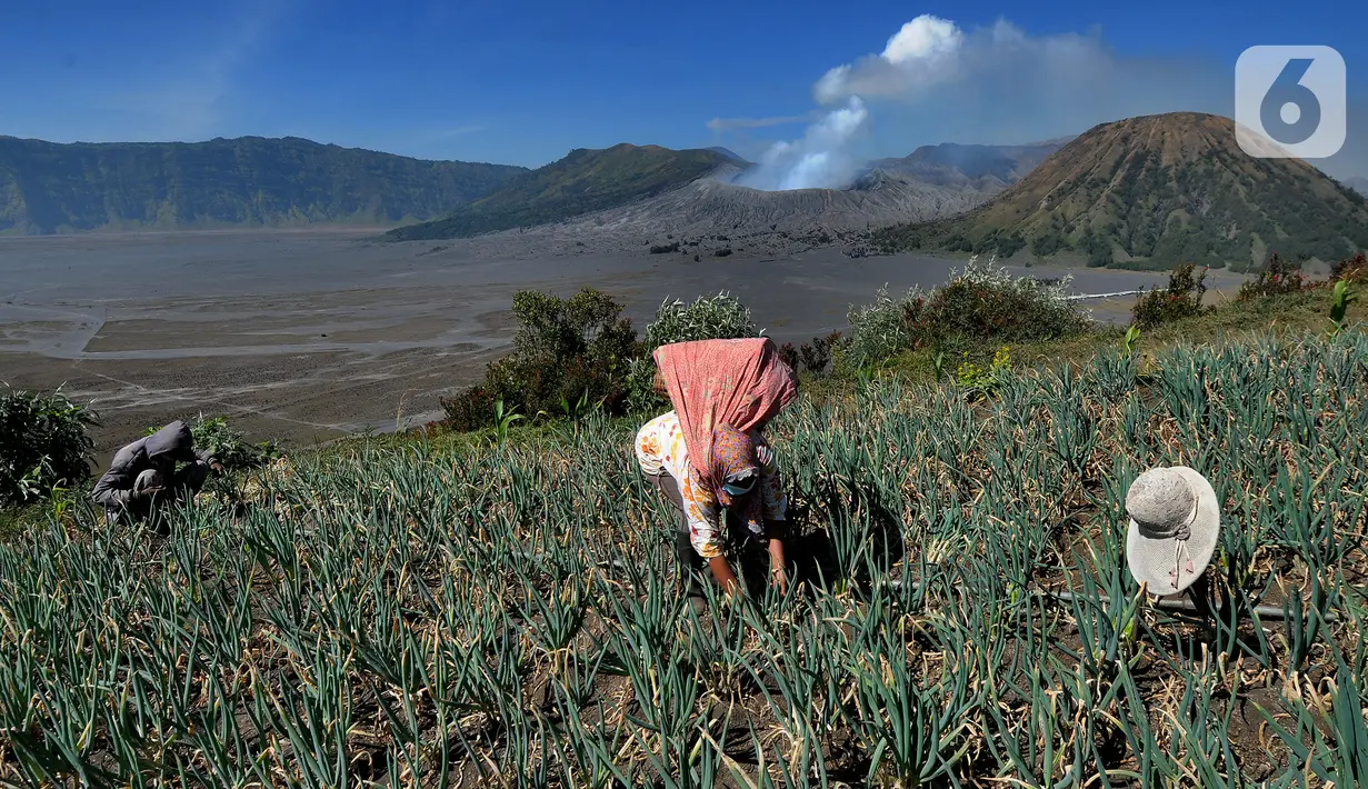Warga membersihkan rumput liar pada areal pertanian berlatar belakang kaldera Gunung Bromo di kawasan Cemoro Lawang, Probolinggo, Kamis (9/9/2021). PPKM Darurat membuat kawasan kaldera Gunung Bromo sepi wisatawan sehingga warga memanfaatkan waktunya mengolah lahan pertanian (merdeka.com/Arie Basuki)