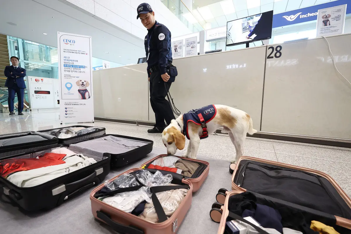 Ceco, anjing pelacak kutu busuk pertama di Korea Selatan di Terminal 2 Bandara Internasional Incheon di Incheon. (Foto: Yonhap)