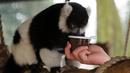 Lemur hitam putih meminum teh hangat yang diberikan pawang di kebun binatang Debrecen, Hungaria, Rabu (25/1). Pihak pengelola bonbin memberikan minuman hangat kepada para hewan untuk menghangatkan tubuh saat udara dingin. (Zsolt Czegledi/MTI via AP)