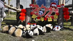 Bayi panda duduk dekat pajangan untuk Tahun Baru Imlek yang akan datang di Pusat Penelitian dan Konservasi China untuk Panda Raksasa di Cagar Alam Wolong, Provinsi Sichuan, China, 3 Februari 2021. Sepuluh bayi panda memulai debutnya menjelang Imlek di Cagar Alam Wolong. (Chinatopix via AP)