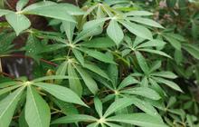 Cara Sederhana Merebus Daun Singkong Tanpa Soda Kue