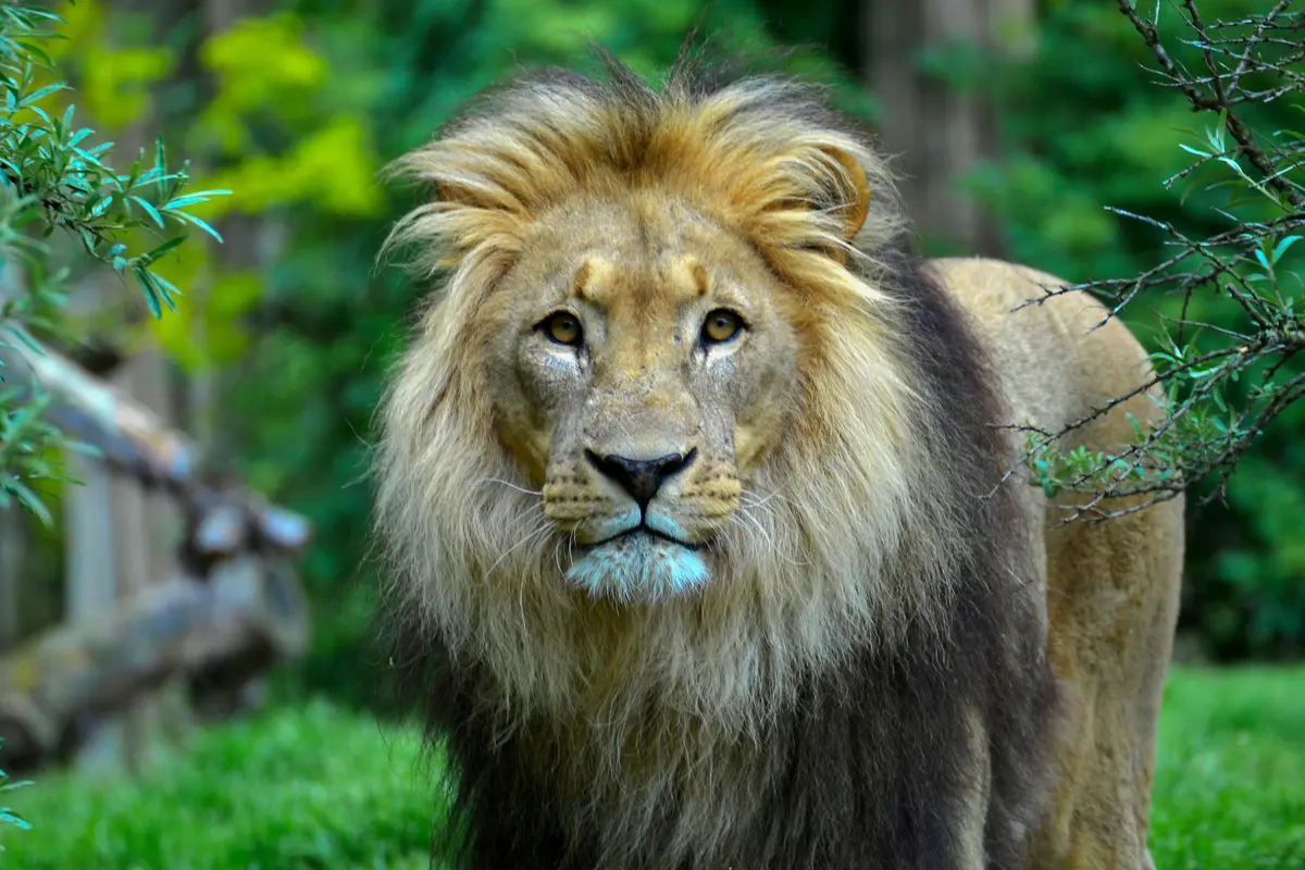 Lion