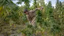 Seorang anak bekerja di ladang ganja pinggiran Kandahar, Afghanistan, 28 Oktober 2021. Taliban bersumpah akan menindak perdagangan obat-obatan terlarang yang sebagian besar memicu pemberontakan mereka yang berhasil. (BULENT KILIC/AFP)