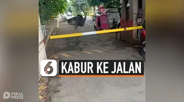 BURUNG UNTA KABUR KE JALAN, KEJUTKAN WARGA DI FILIPINA