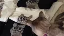 short desc