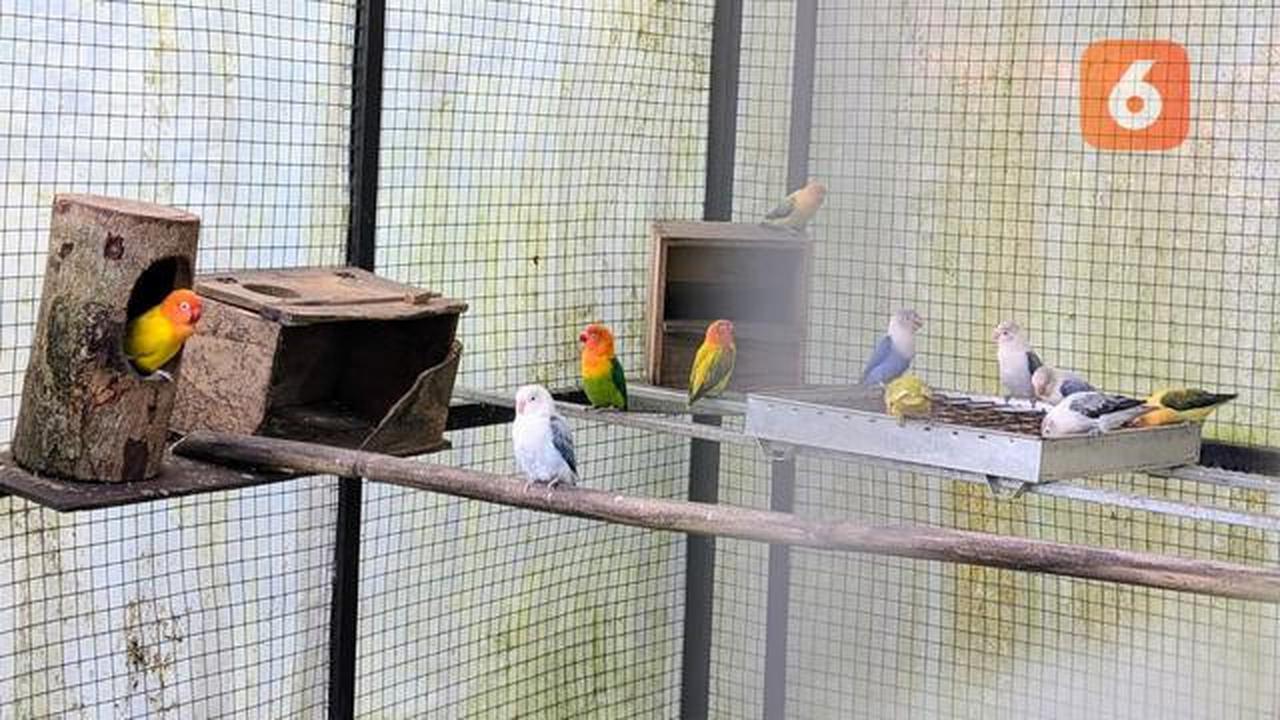 Hobi Pelihara Burung? Waspadai Risiko Penyakit Paru-paru yang Serius