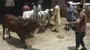 Pelanggan membawa sapinya untuk dimandikan di tempat cucian mobil di Karachi, Pakistan, Rabu (14/7/2021). Tempat pencucian mobil itu justru ramai didatangani para pemilik hewan kurban yang meminta sapi ataupun kambing mereka dimandikan dengan saksama menjelang Idul Adha. (Rizwan TABASSUM / AFP)