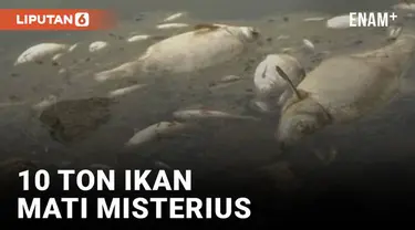 Sungai Oder di Jerman sedang jadi sorotan. Pasalnya, sekitar 10 ton ikan yang ada di sungai tersebut mati secara misterius.