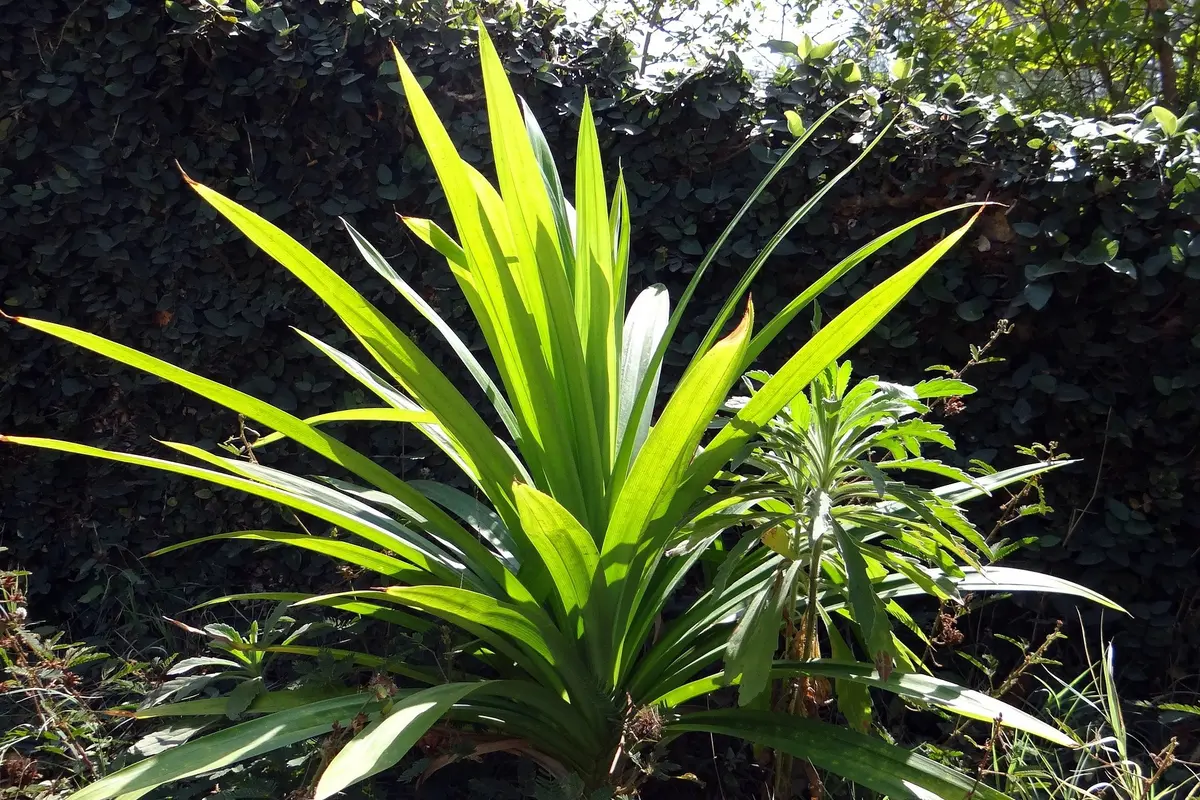 Manfaat Daun Pandan Untuk Kesehatan