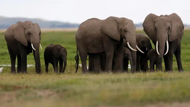 Ilustrasi gajah. (Reuters)