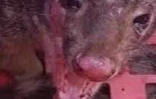 Niat Menjebak Musang, Petani Ini Malah Temukan Hewan yang Dianggap Punah 130 Tahun Lalu