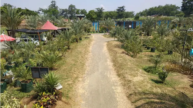 Merasakan Sensasi Timur Tengah di Wisata Kebun Kurma Pasuruan