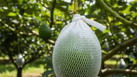 Kapan dan Sebesar Apa Buah Alpukat Mulai Dibrongsong? Panduan Lengkap untuk Hasil Mulus Glowing