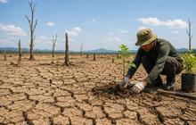 11 Daerah Sultra Dilanda Kekeringan, Lahan Pertanian Mulai Terdampak